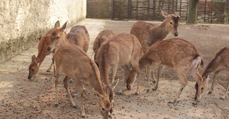 Warszawskie Zoo robi zapasy na zimę. Ruszyła zbiórka orzechów i żołędzi dla zwierząt