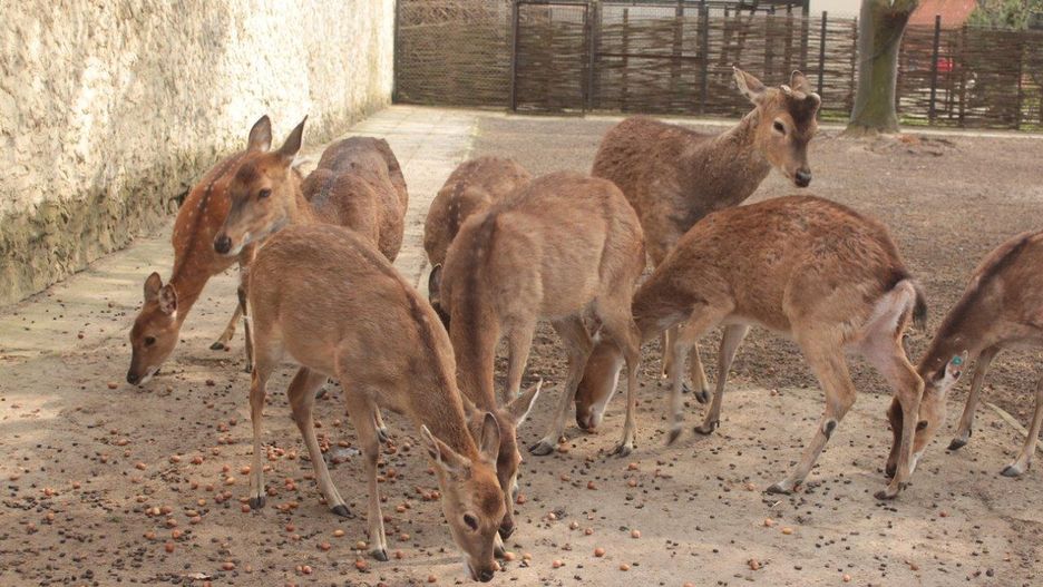 Warszawskie Zoo. Zbiórka przysmaków