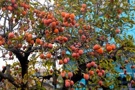 "Drzewo siedmiu cnót". Jego owoce mają niezwykłe właściwości
