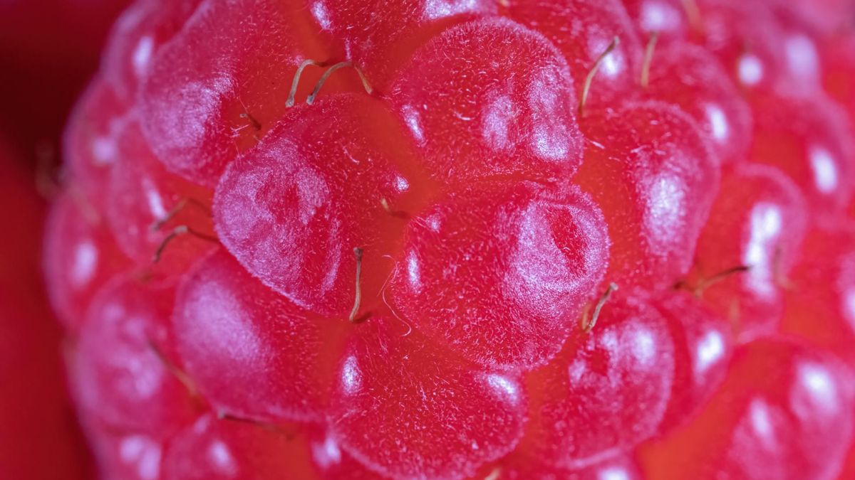 Maliny – przysmak pełen antyoksydantów i korzyści zdrowotnych