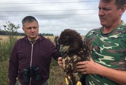 Środa Śląska. Policjant uratował rannego orła bielika. Zwierzę trafiło do specjalnego ośrodka