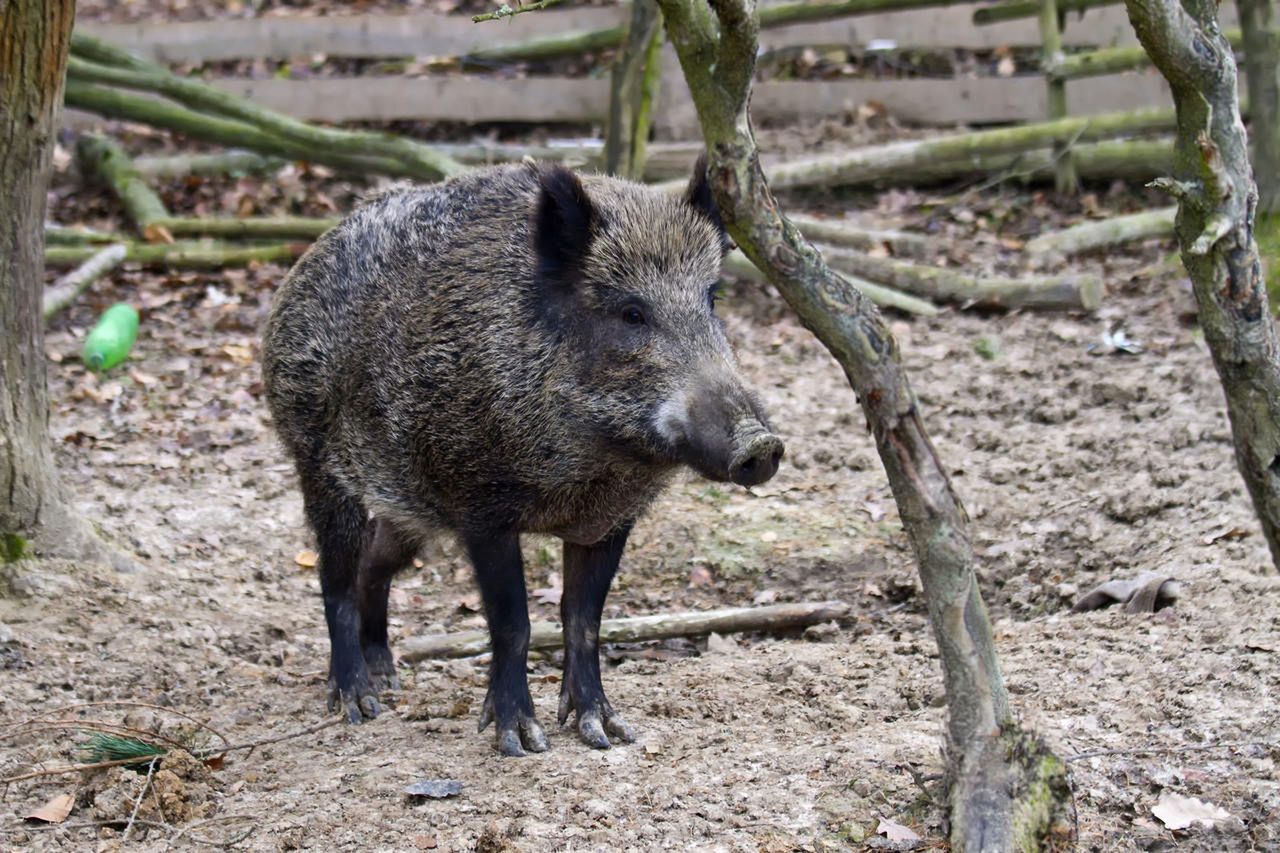 Warszawa. W mieście pojawia się coraz więcej dzików