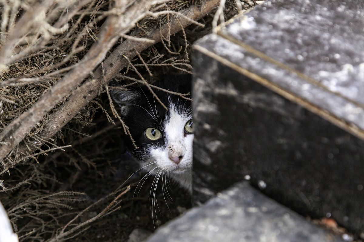 Szczecin: Bezdomne koty w potrzebie. Schronisko przepełnione jak nigdy wcześniej