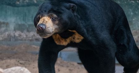 Najmniejszy niedźwiedź na świecie. Jest w polskim zoo