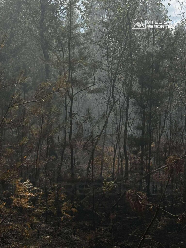 Zamglony las z uschniętymi drzewami, otoczony dymem, świadczy o pożarze w okolicy.