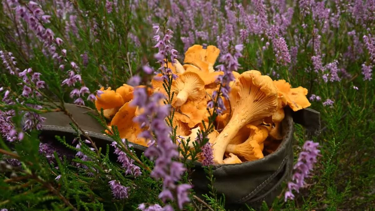 kadr z nagrania leśnika