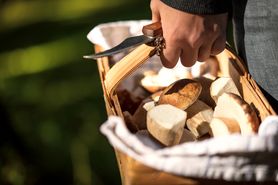 Koźlarz – czerwony, pomarańczowożółty, grabowy i babka