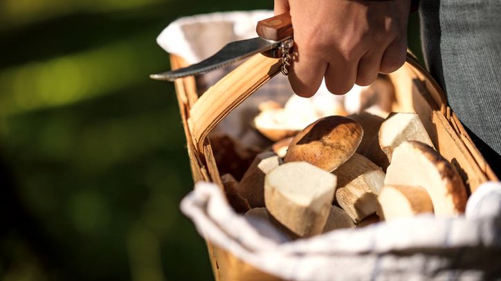 Koźlarz to popularny grzyb jadalny.