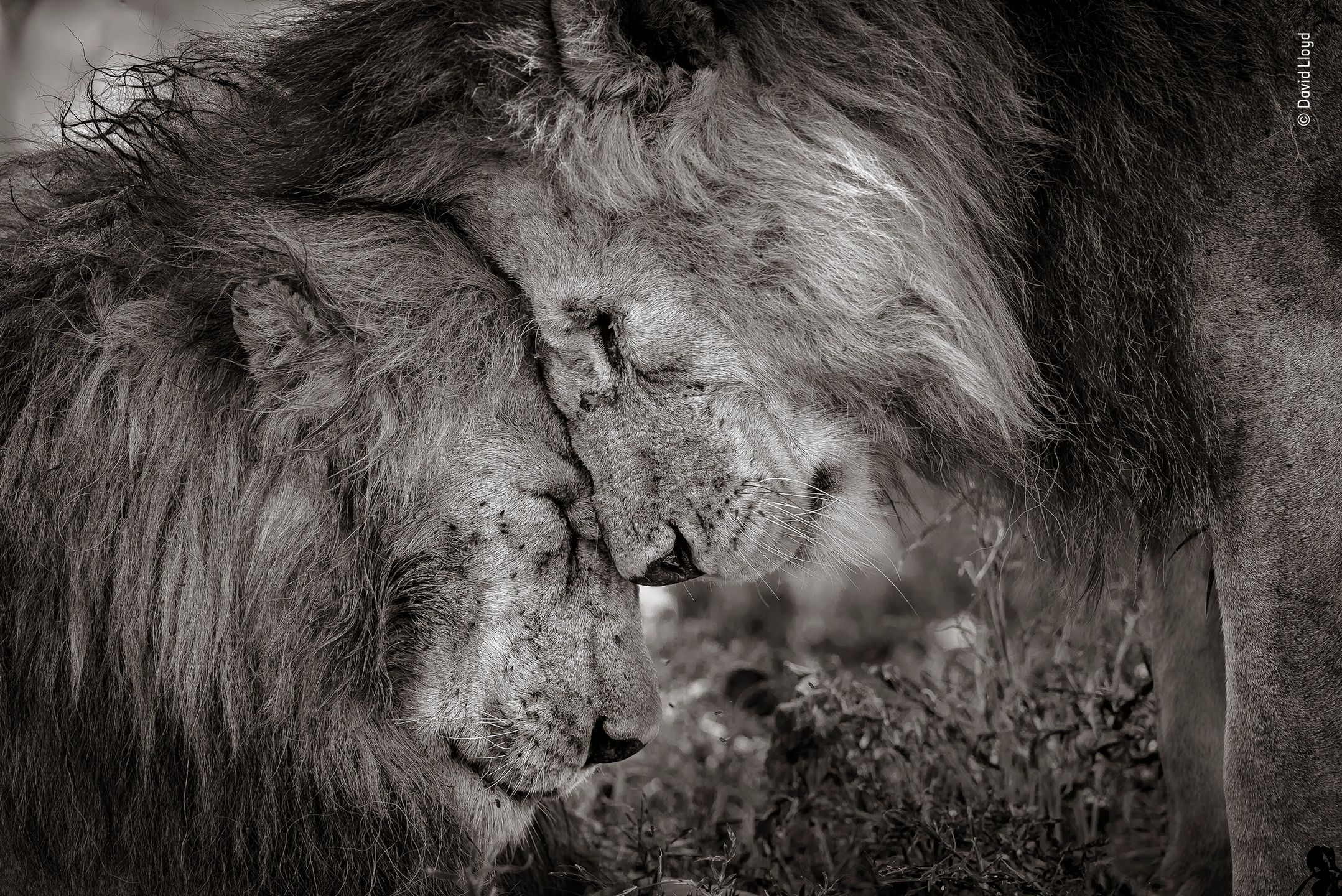 Panasonic przyzna nagrodę publiczności w konkursie Wildlife Photographer of the Year 4