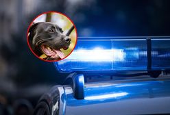 Pitbull zagryzł niemowlę we Włoszech. Sąsiedzi ostrzegali