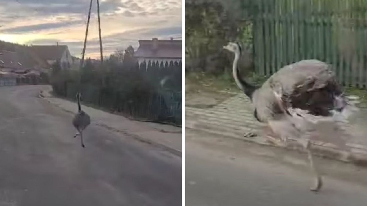 Uciekający "Struś Pędziwiatr"