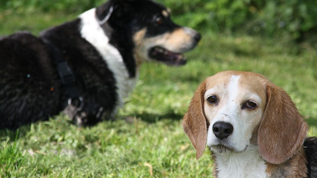 Jak dobrze znasz rasy psów?