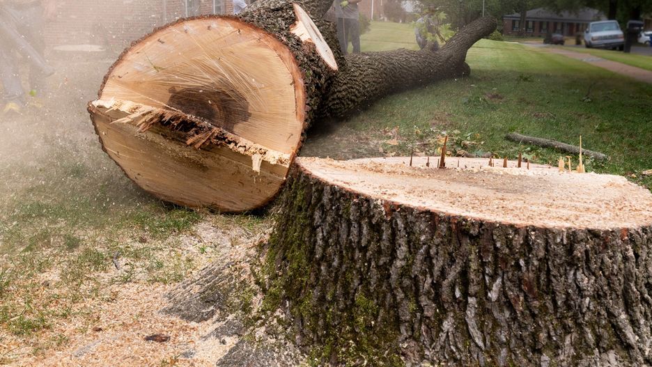 Prosta lista drzew, które usuniesz legalnie i bez zgłaszania
