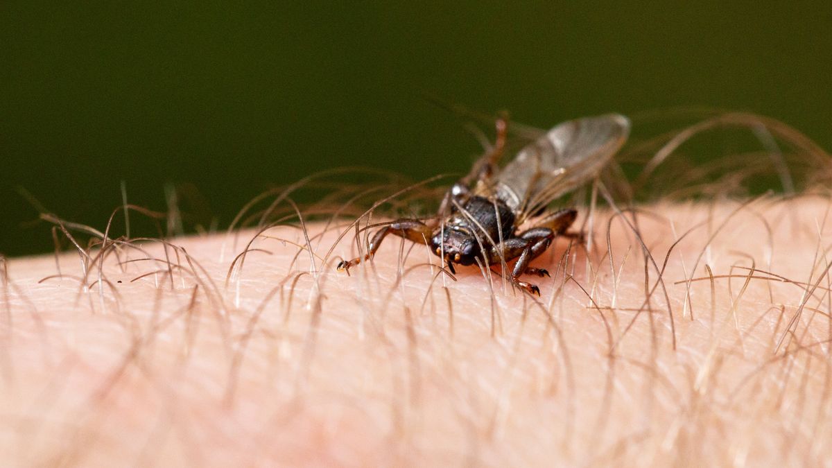 A macro close-up of arasite Deer fly, Lipoptena cervi, on a hairy skin during autumn
A macro close-up of arasite Deer fly, Lipoptena cervi, on a hairy skin during autumn in boreal forest of Estonia, Northern Europe
Karl Ander Adami
parasite, deer fly, lipoptena cervi, insects, bloodsucker, eastern, northern, baltic, wildlife, macro, woods, fall, fly, bug, green, closeup, wing