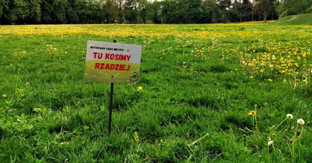 Stanęły na trawniku. Tylko trzy słowa. "Robimy to świadomie"
