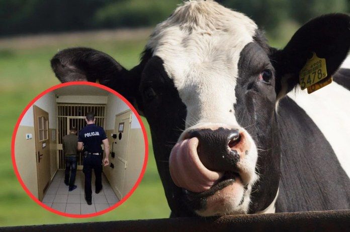 Rajcza: Nocna kradzież krowy. Policja wytropiła sprawców