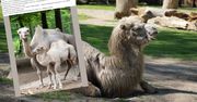 Krakowskie zoo szuka imienia dla uroczego malucha. To biała wielbłądzica