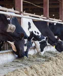 Bycza afera w Polsce. Jest winien 15 mln złotych