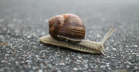 Klimat wrogi winniczkom. Ślimaki znikają z polskich terenów