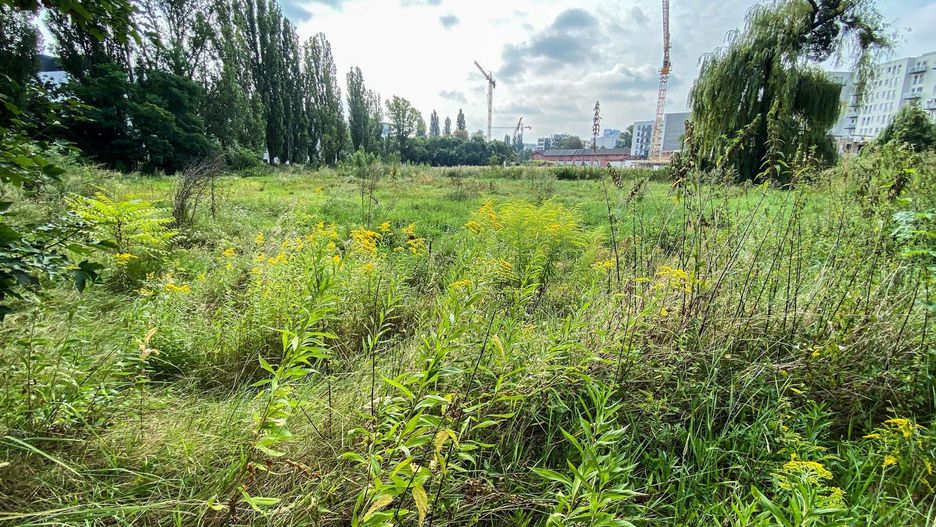 park zieleń krzaki krzewy wiosna pogoda