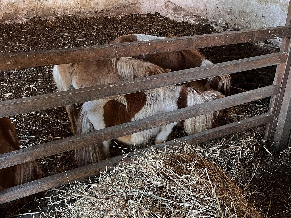 Miniaturowe konie - prawdopodobnie najmniejsze w w Polce 