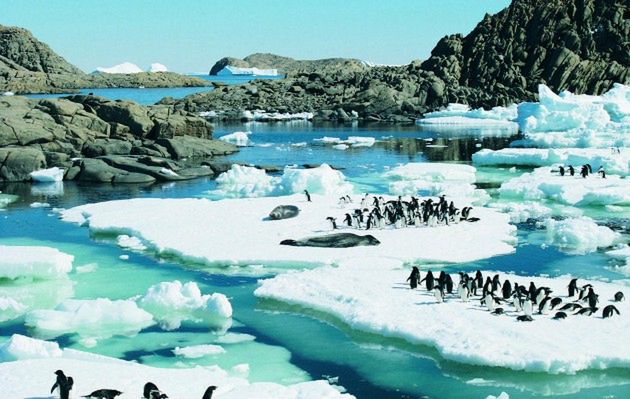 Antarktydzie zagrażają obce gatunki
