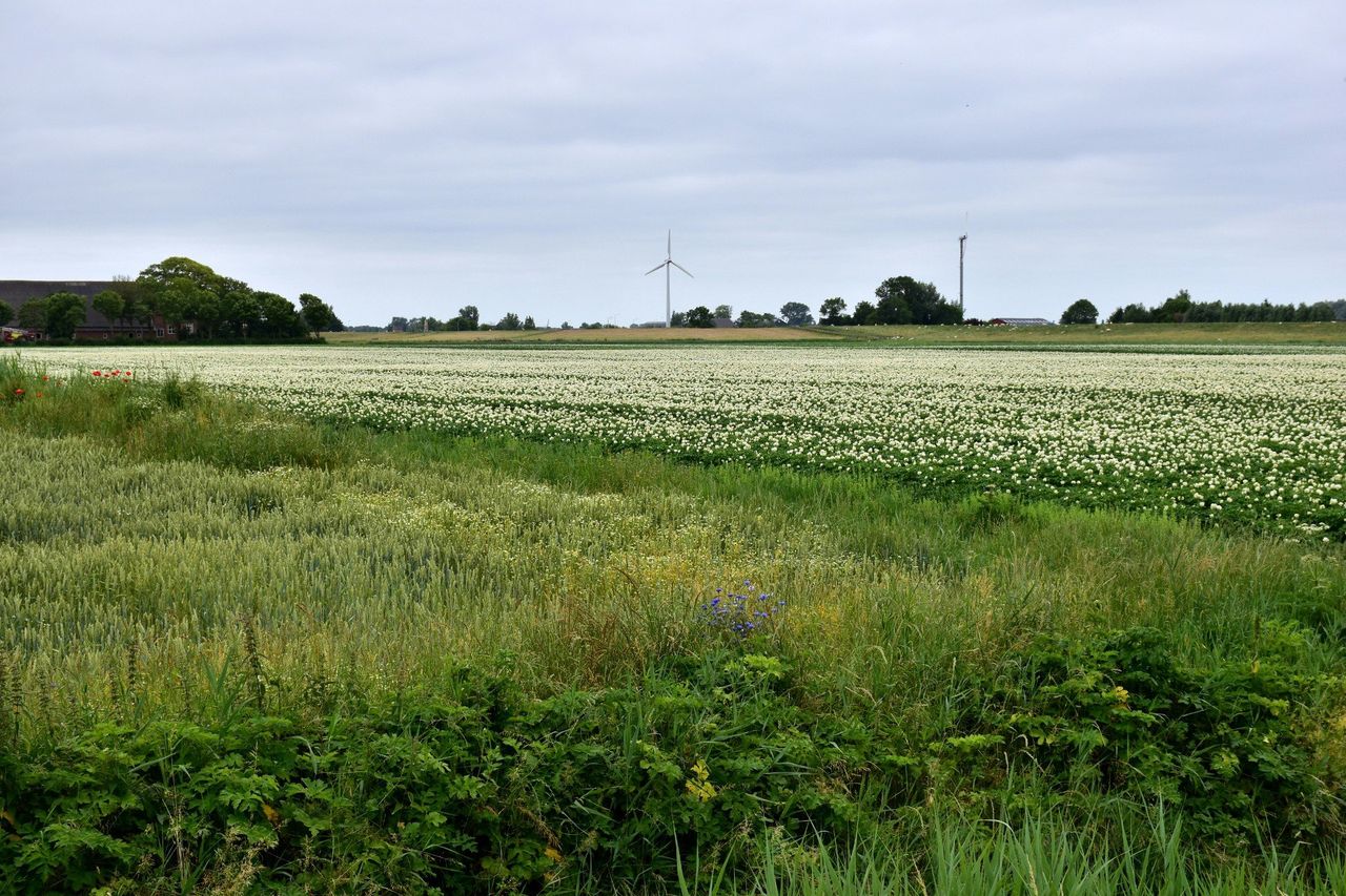 Roślina z Bliskiego Wschodu błyskawicznie podbija polskie pola