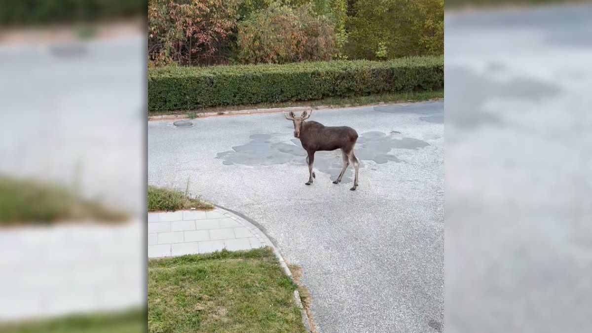 Łoś widziany na ul. Ćwiklińskiej w Lublinie