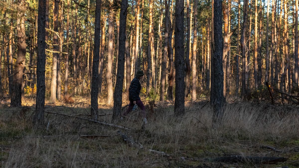 grzybiarze
Sosnowica, 30.10.2022. Grzybiarze w lesie, 30 bm. (wj/doro) PAP/Wojtek Jargi�o
Wojtek Jargi�o
grzybiarze, grzyby, ilustracja, ilustracje, jesie�, koszyk, las, wiklinowy