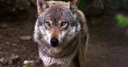 Ostrzegają przed wilkami. Jest ważny komunikat