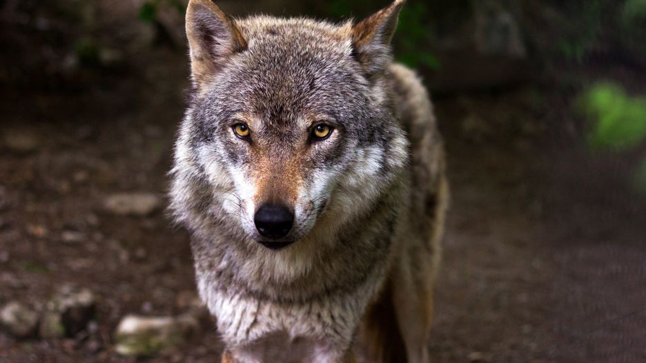 Close-up portrait of gray wolf
Ahmad Bek / 500px
canine