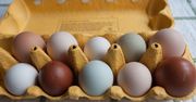 Czy kolor skorupki wypływa na smak jajek? O tym mało kto wie