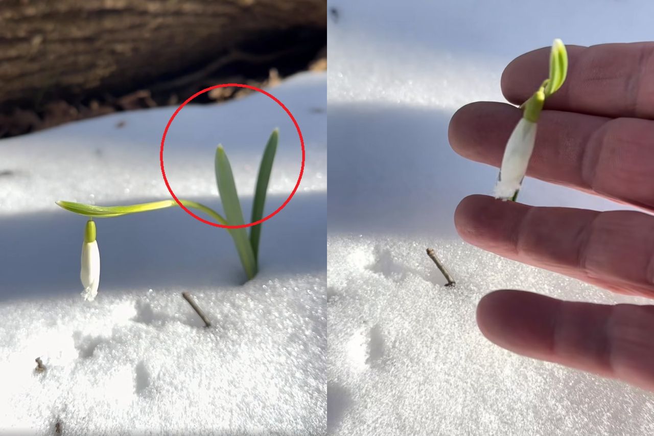 Leśnik chwycił za telefon w Bieszczadach. To zwiastun wiosny