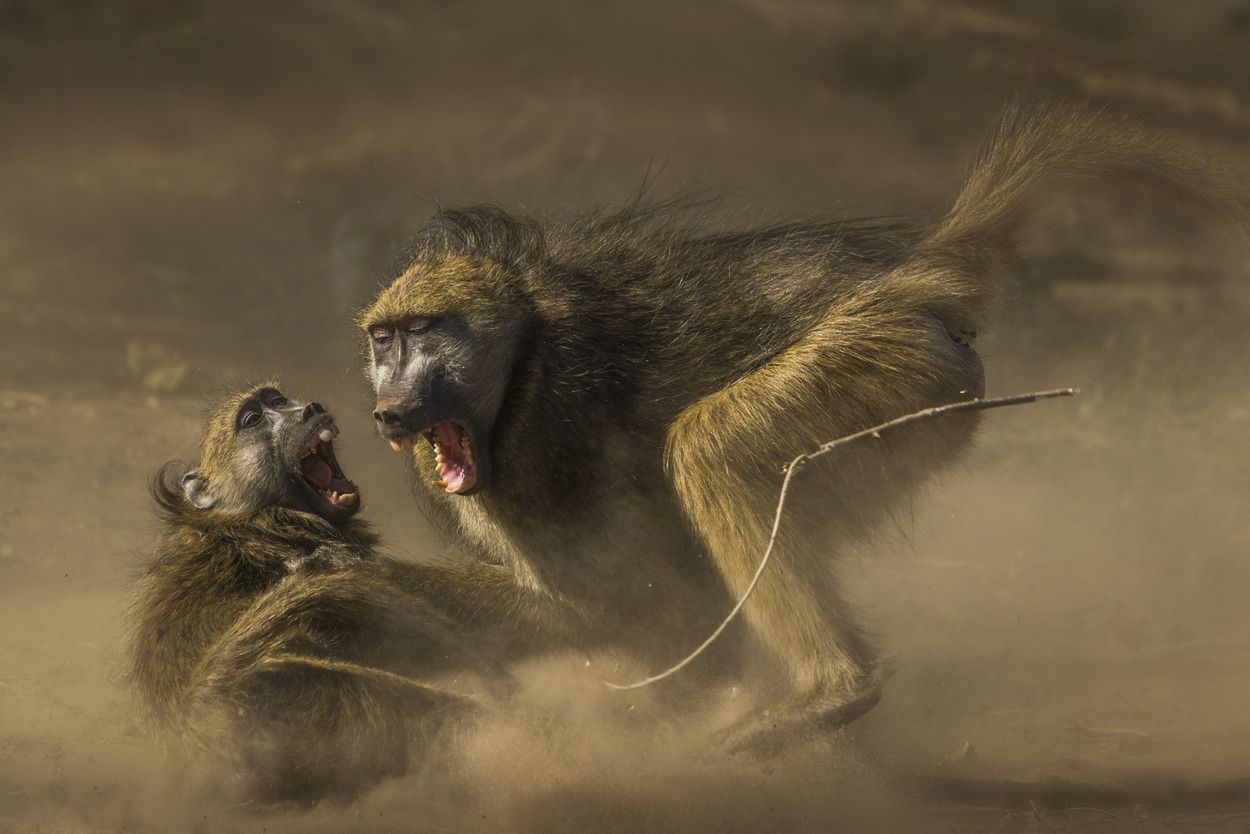 Najlepsze zdjęcia przyrody w The Nature Conservancy Photo Contest 2019 4