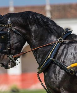 Wypadek w stadninie koni. 12-latka zabrana śmigłowcem do szpitala
