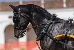 Wypadek w stadninie koni. 12-latka zabrana śmigłowcem do szpitala