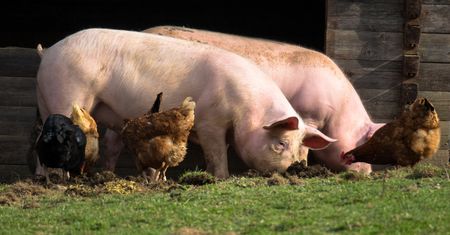 Ceny produktów rolnych wzrosły o ponad 5 proc. Najbardziej zdrożała trzoda chlewna