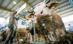 Nowe przepisy poskromią niezadowolonych miastowych? Wiejskie zapachy mają znaleźć się pod ochroną