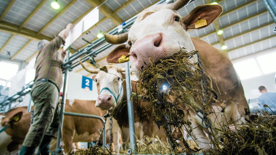 Muczenie krów i zapach obornika mogą zostać objęte ochroną jako dziedzictwo wsi