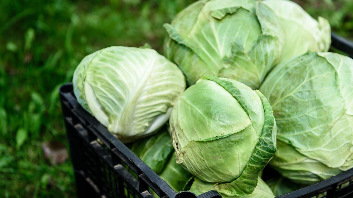 Kapusta z 22 krajów wjechała do Polski