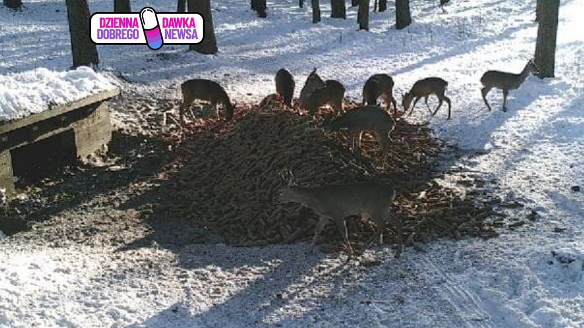 Dzika zwierzyna uchwycona w fotopułapce.