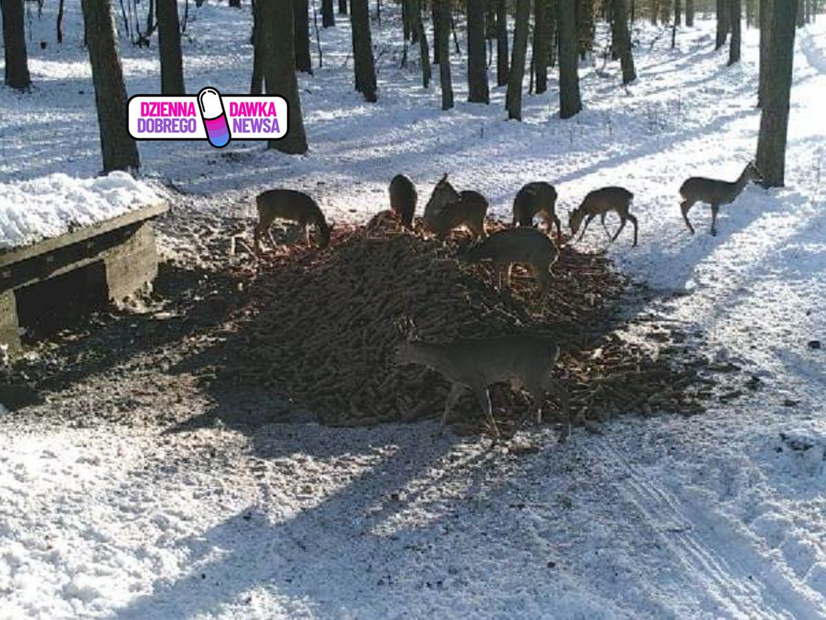 Głośno o zachowaniu rolnika. Nadleśnictwo docenia gest