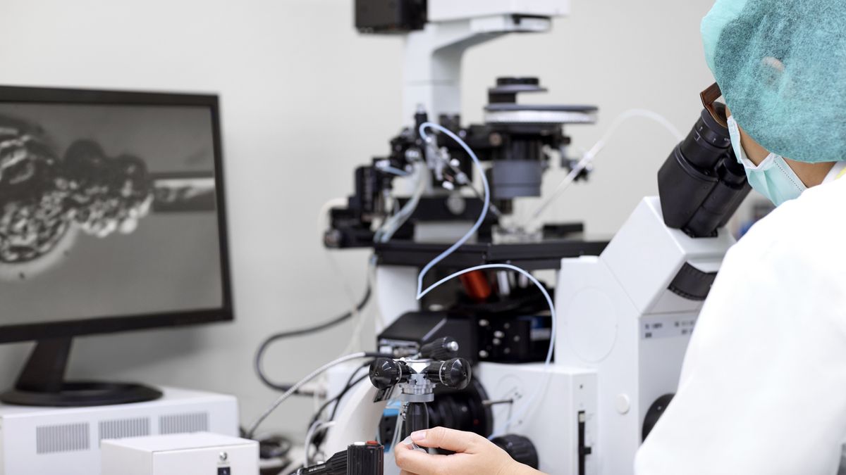 Pomyłka podczas podania zarodków w klinice in vitro