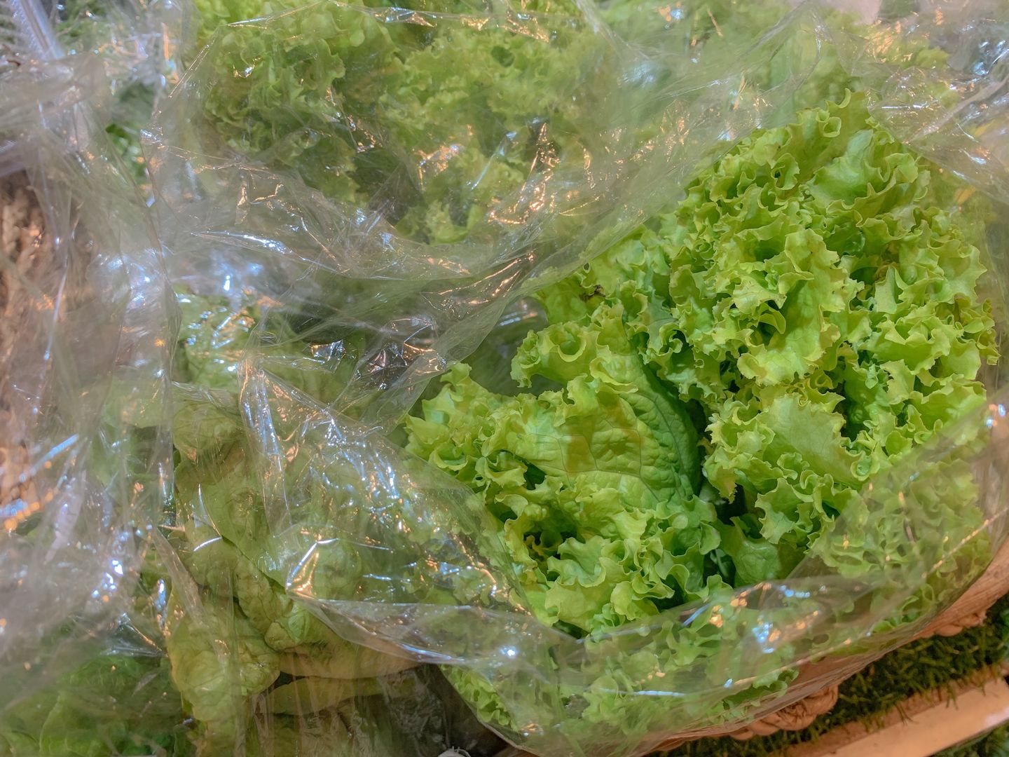 Sałata