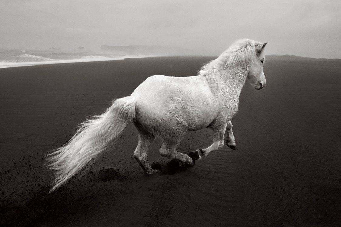 Opowieści o tych zwierzętach zakorzenione są w islandzkiej mitologii. Konie są częścią kultury tego kraju i codziennego życia. Dawniej koń grzebany był tuż przy grobie swego właściciela, a gdy ginął przed nim, w domostwie panowała żałoba. To właśnie dlatego Drew postanowił oddać im hołd i sfotografował te piękne zwierzęta w sposób, który odzwierciedla ich mistyczny charakter.