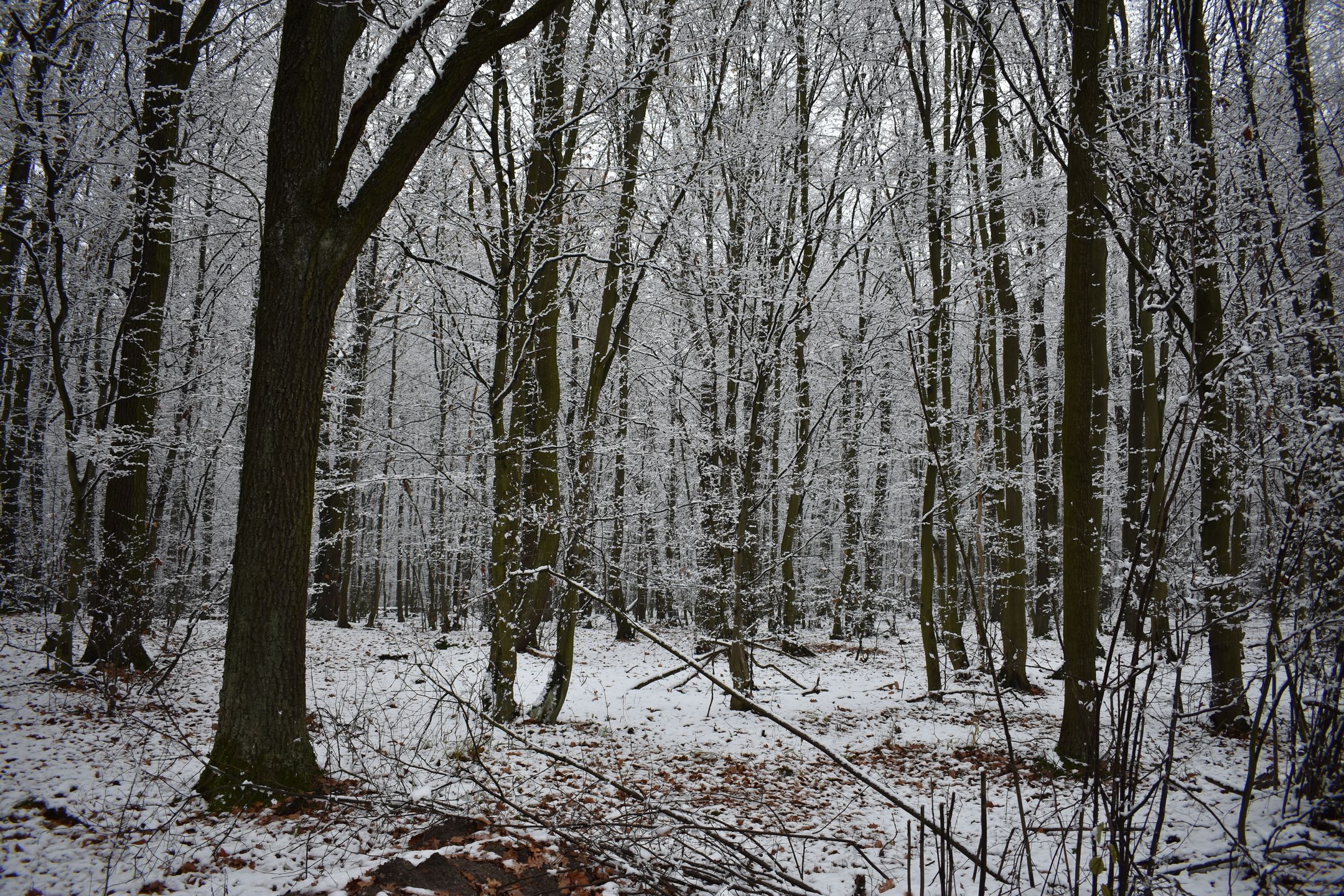 Nikon D3400 - test lustrzanki dla każdego 48