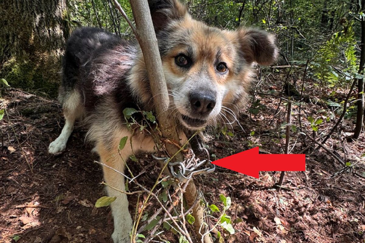 Znaleźli psa przywiązanego do drzewa. Nie miał wody ani jedzenia