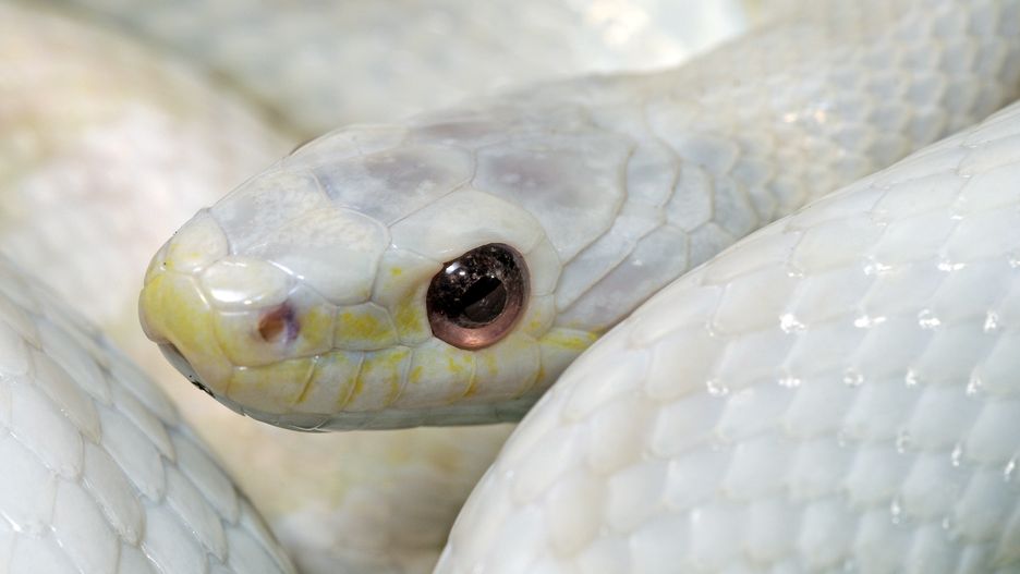 Wąż zbożowy albinos