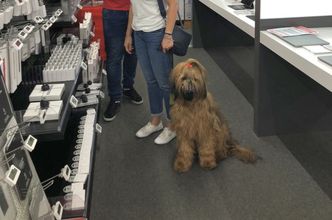 Mordercze upały. MediaMarkt luzuje zasady. Niech cię nie zdziwią miski z wodą