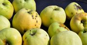 Co oznaczają plamki na jabłkach? Wielu zniechęca już sam wygląd